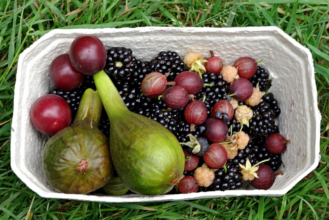 Frisch quer durch den Garten