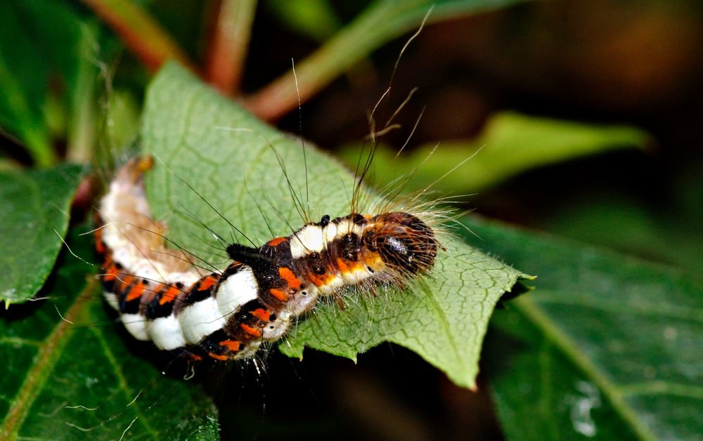 Frisch rasiert Foto & Bild | tiere, wildlife, insekten Bilder auf