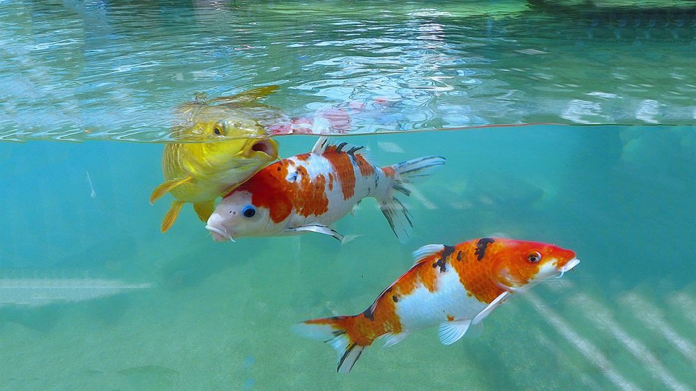 Frisch schwimmen  im Juni  