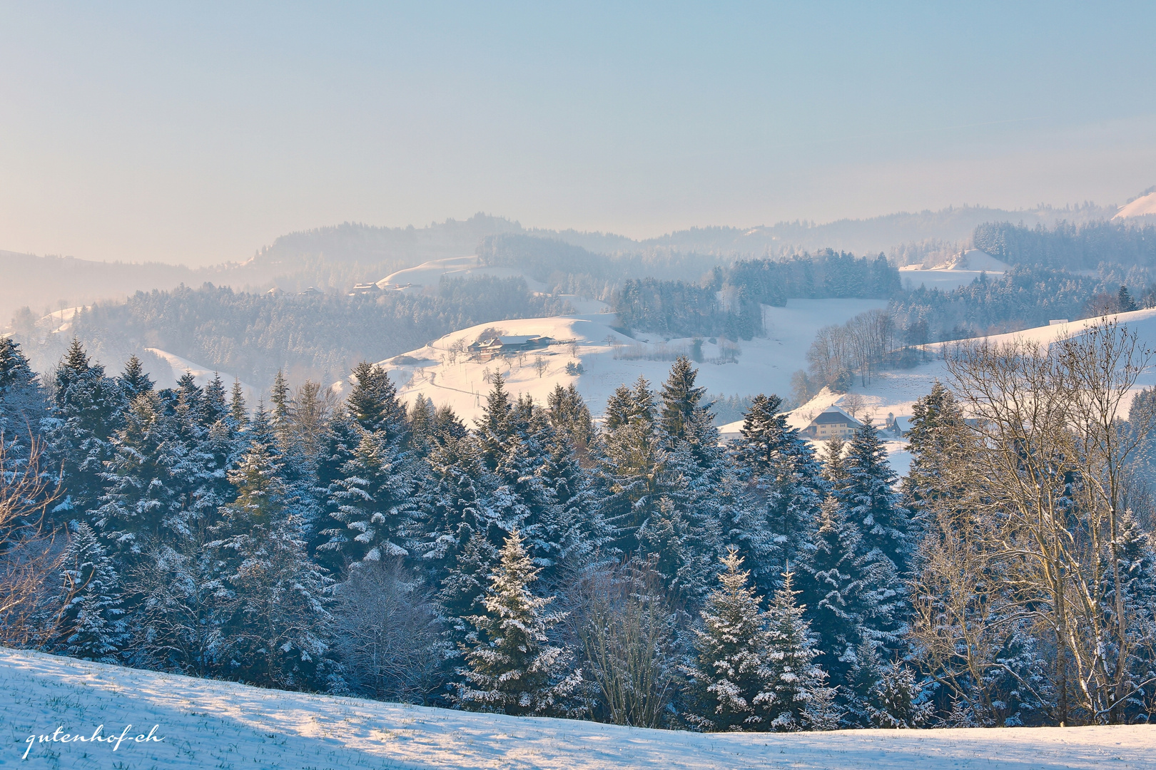 Frisch verschneite Tannen im Napfgebiet