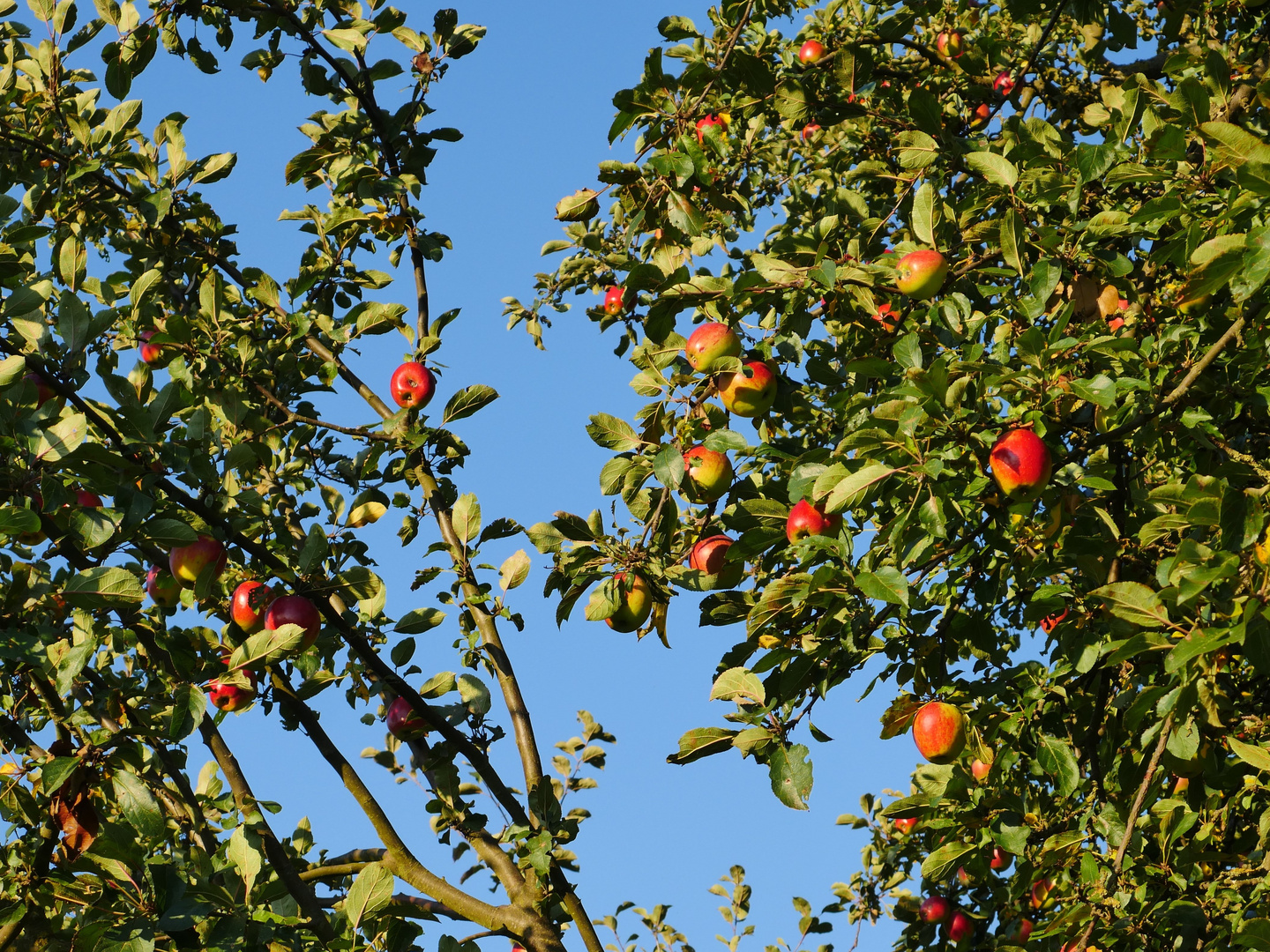 Frisch vom Baum