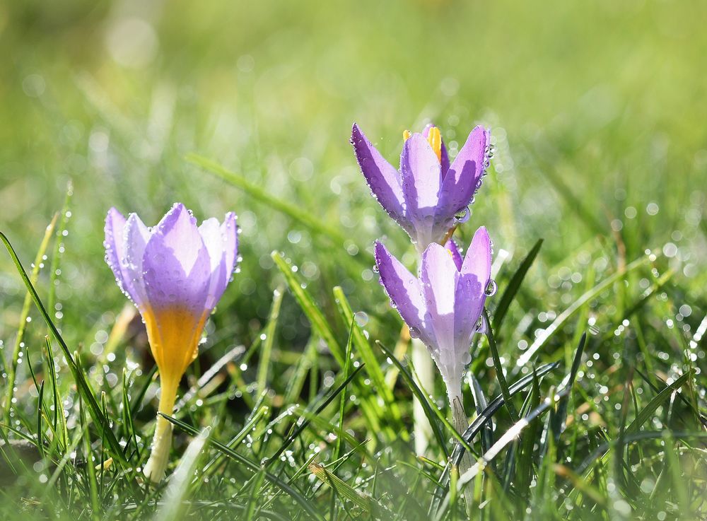 Frisch vom Garten