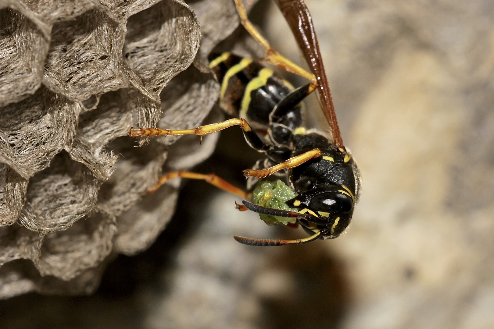 Frisch von der Insektenbörse ...