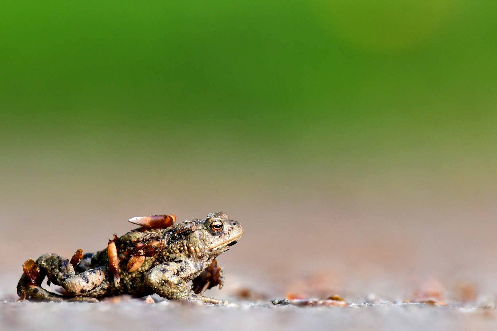 Frisch von der Wildwasserbahn