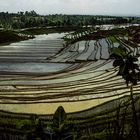 Frischbewässerte Reisterassen bei Tabanan