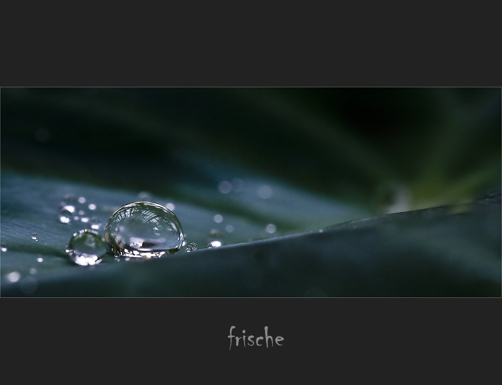 °°°frische°°°