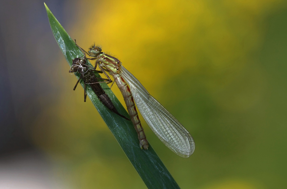 "Frische Adonis im Morgenlicht" :O)