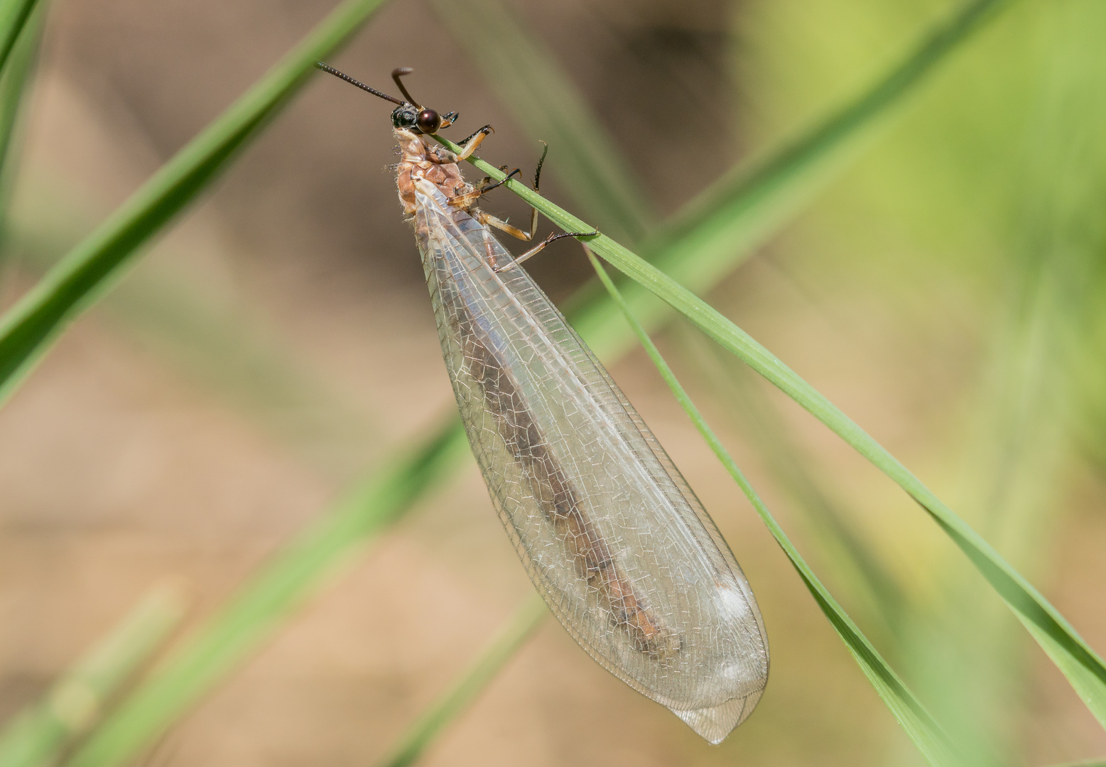 frische Ameisenjungfer