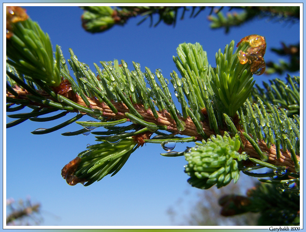 Frische auf blau