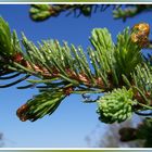 Frische auf blau