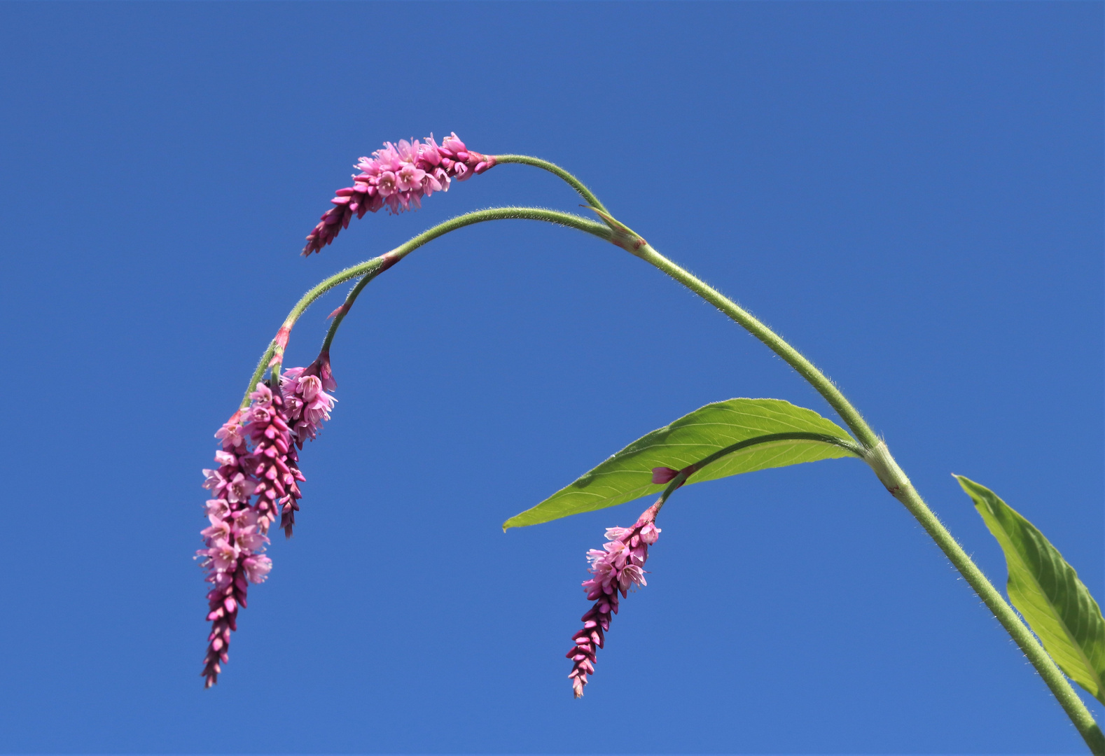 frische Augustfarben