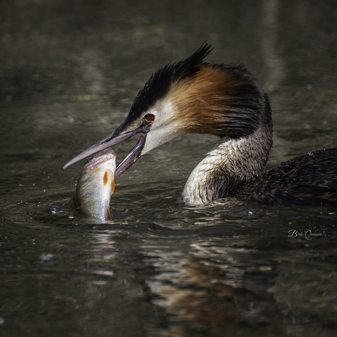 frische Beute