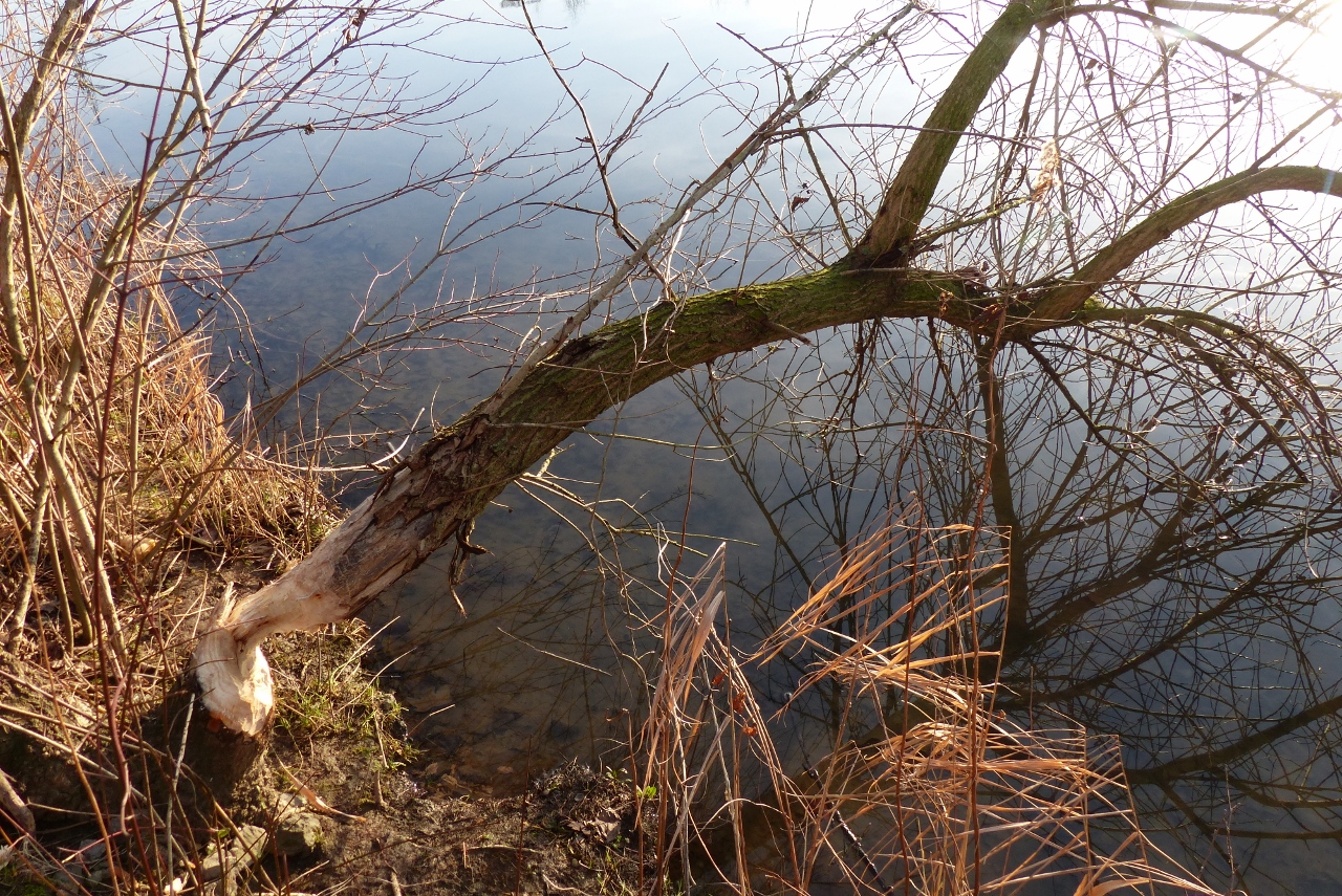 Frische Biberspuren an der Lippe im Westen von Hamm