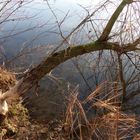 Frische Biberspuren an der Lippe im Westen von Hamm