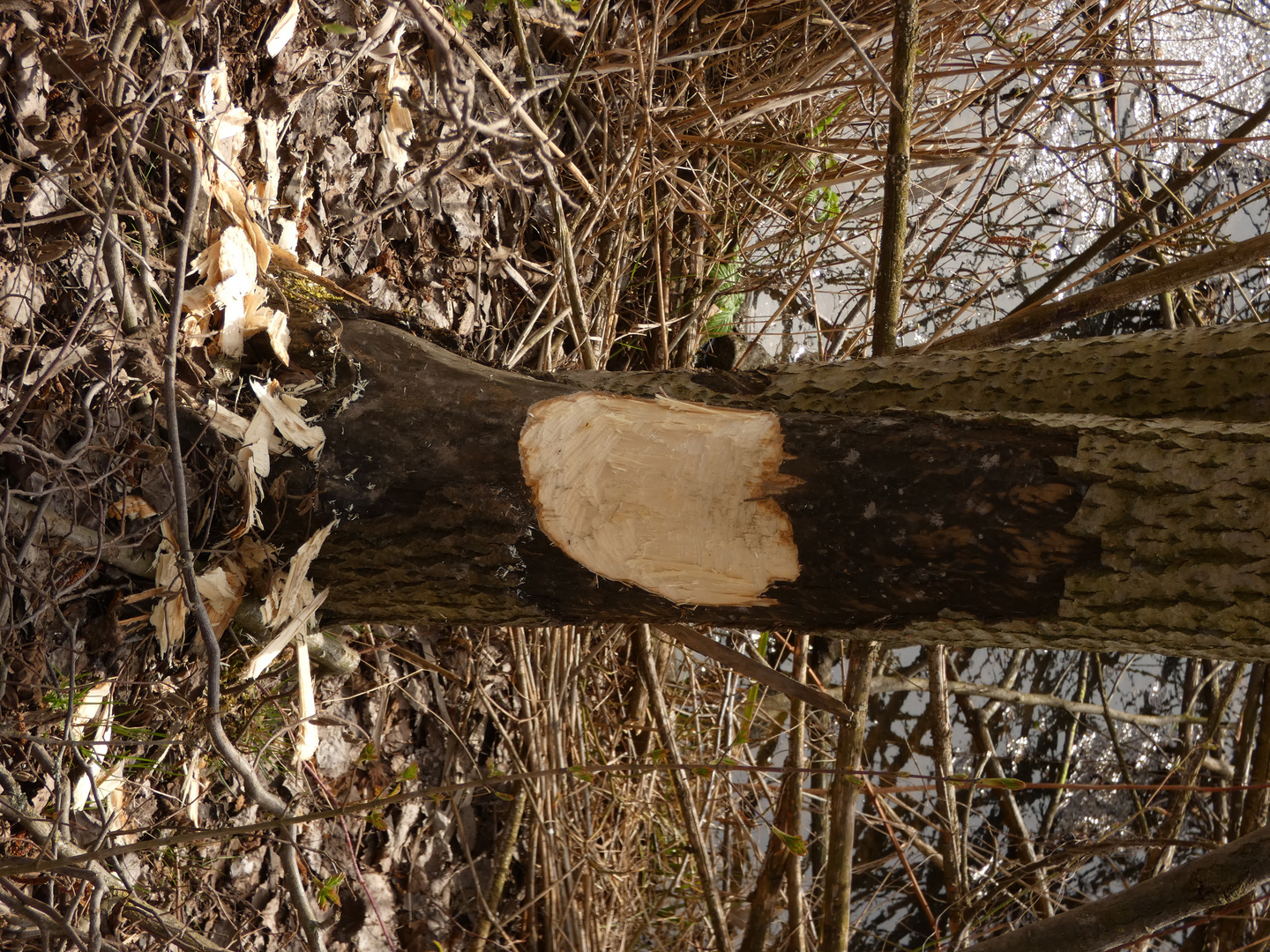 Frische Biberspuren in der Hammer Lippeaue