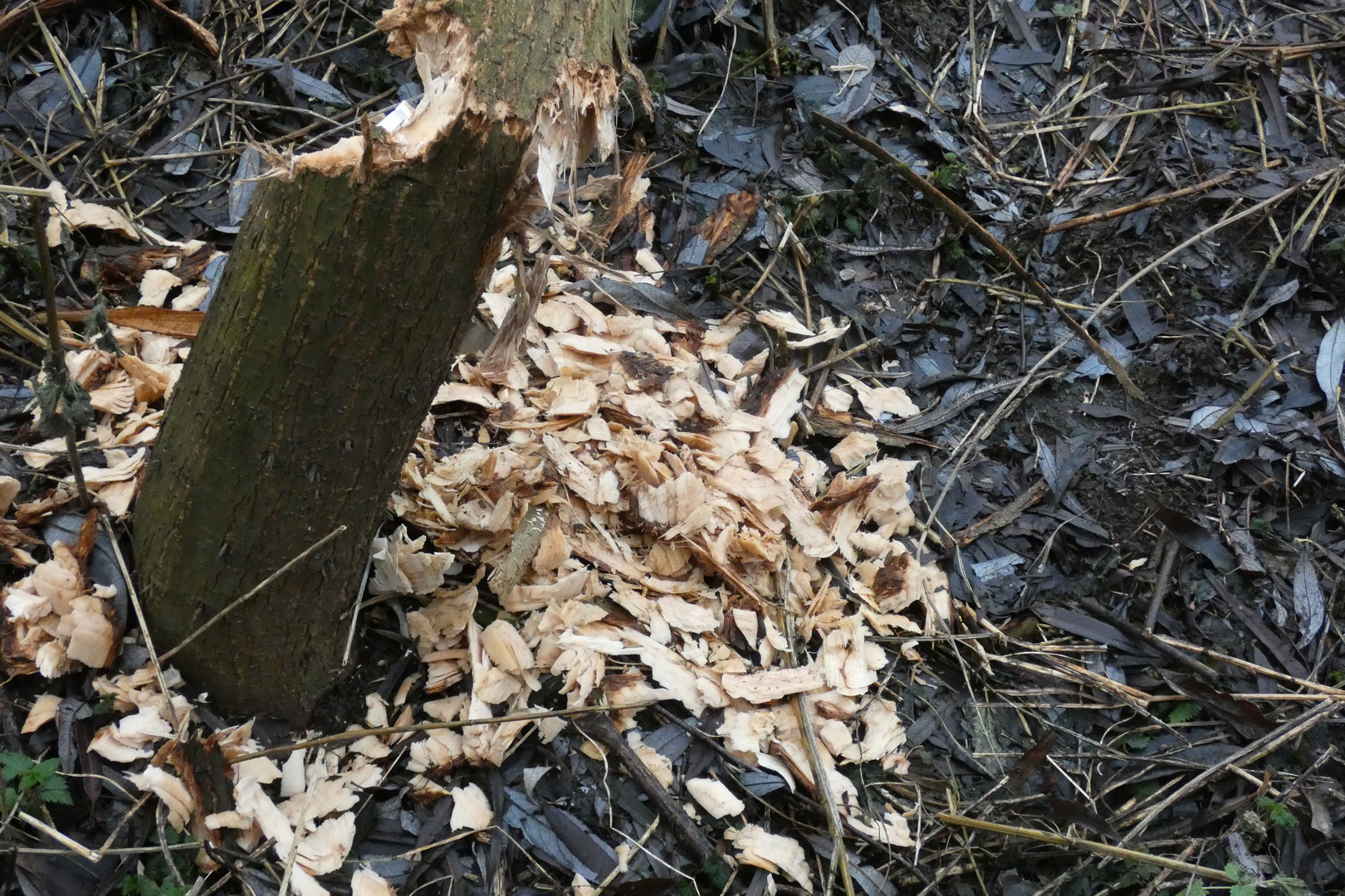 Frische Biberspuren in der Lippeaue