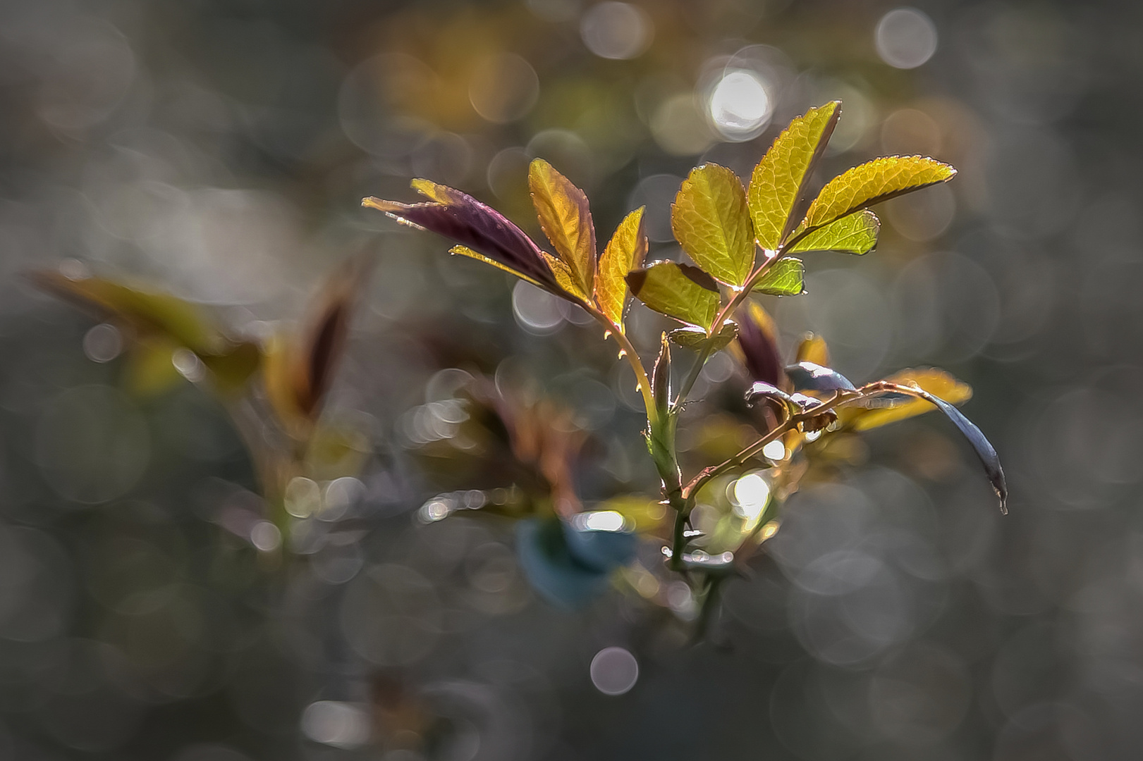 Frische Blätter