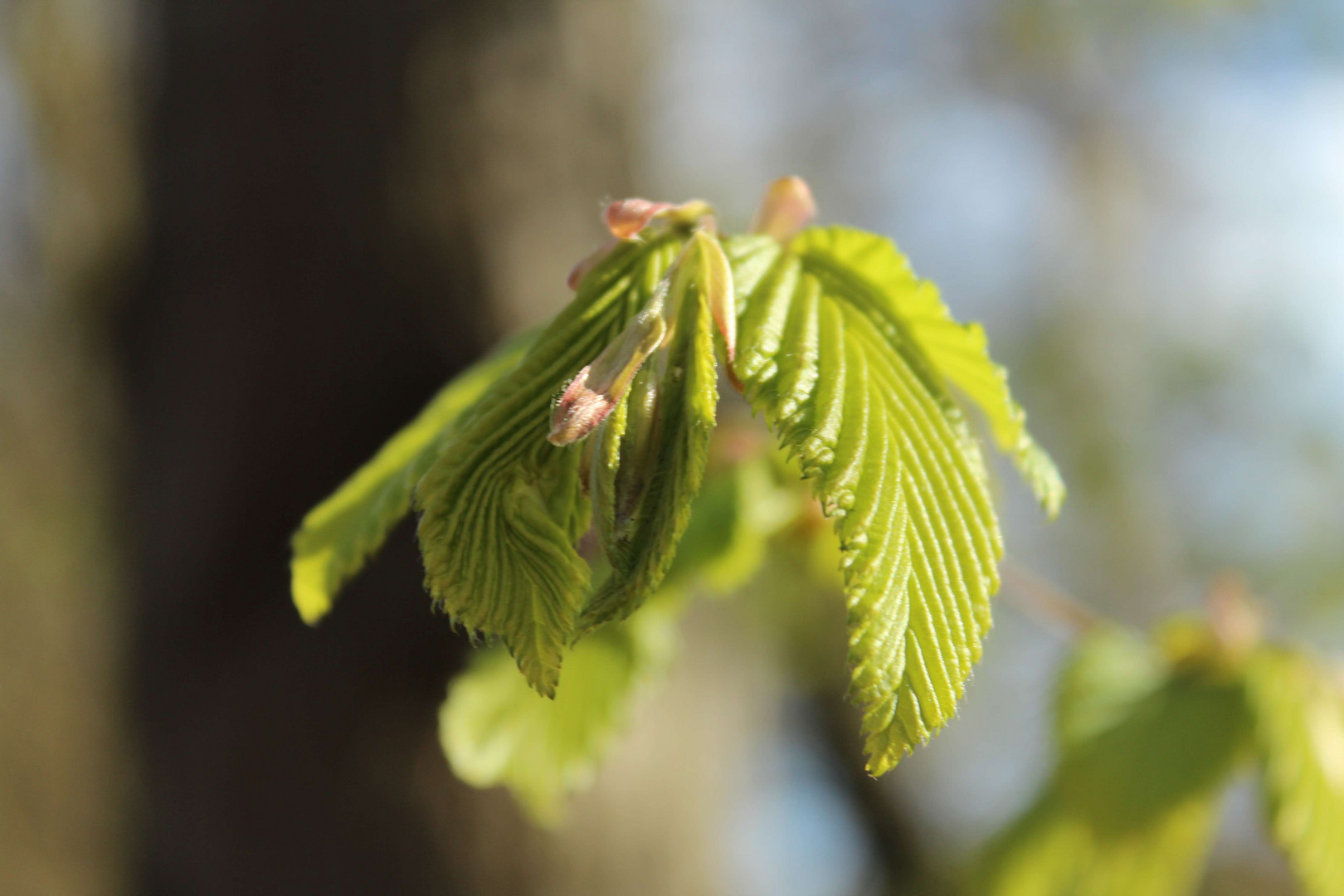 Frische Blätter