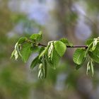 frische Blätter