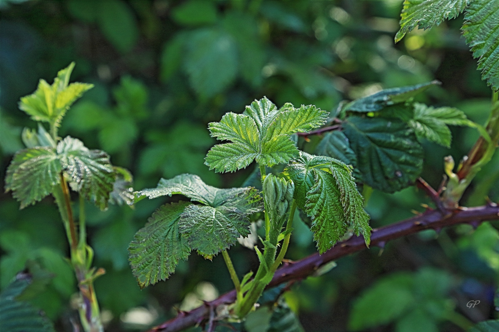 frische Blätter