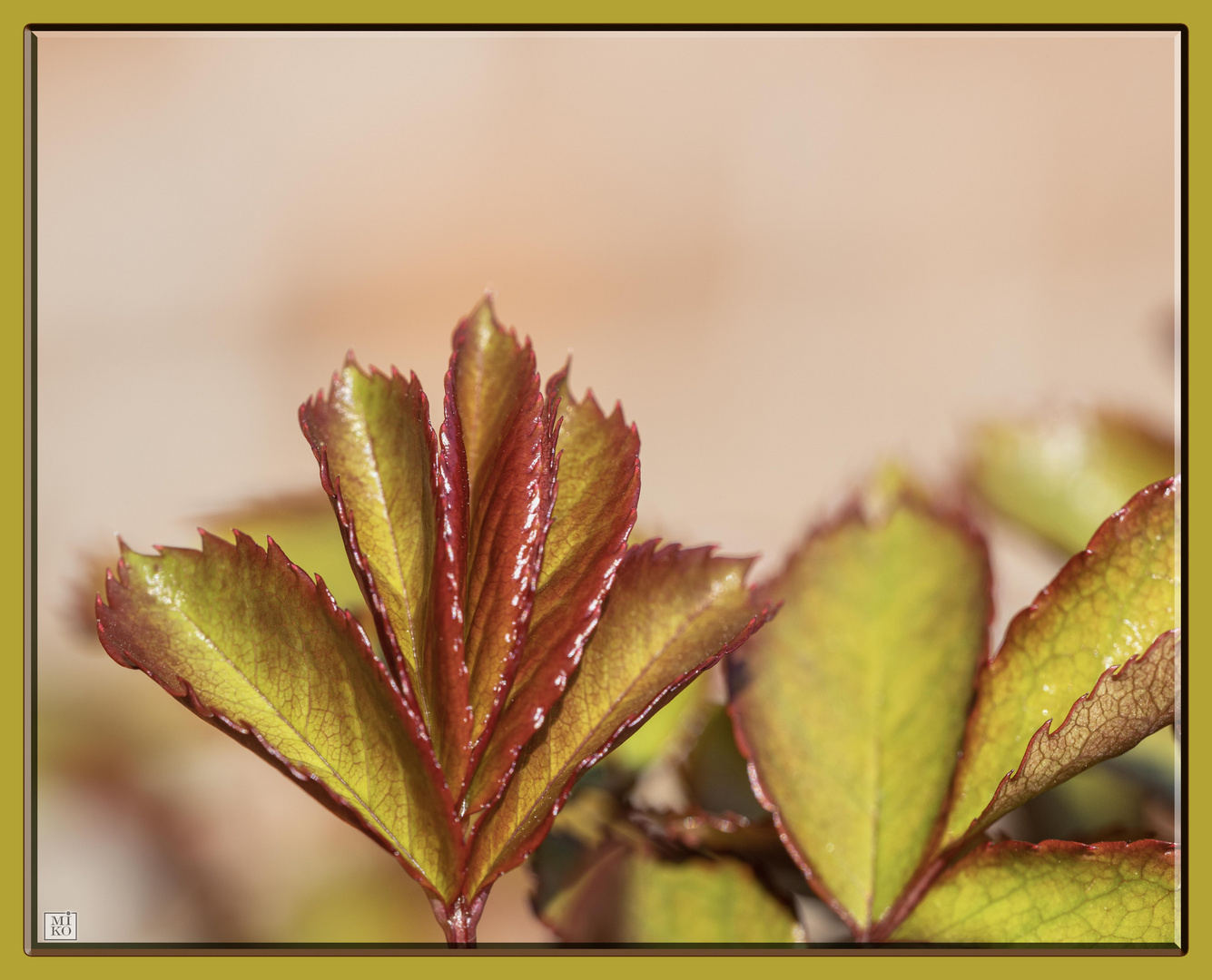 Frische Blätter