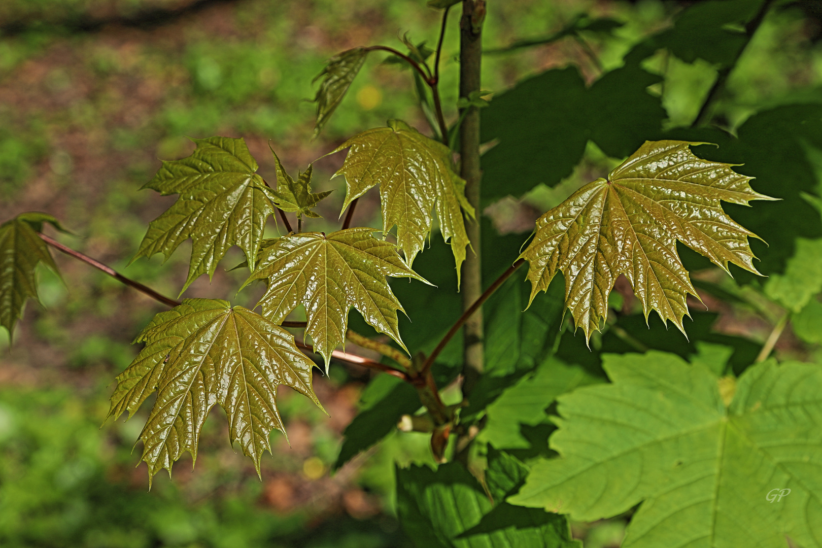 frische Blätter II