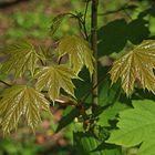 frische Blätter II