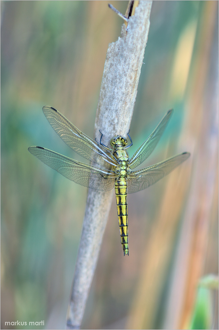 Frische "Blaupfeillibelle"