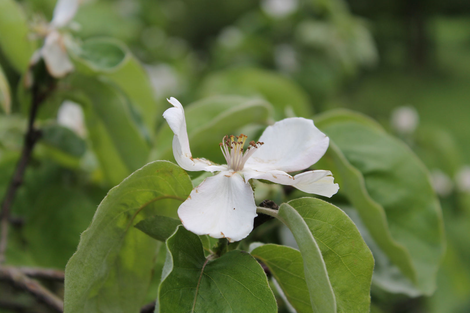 Frische Blüte