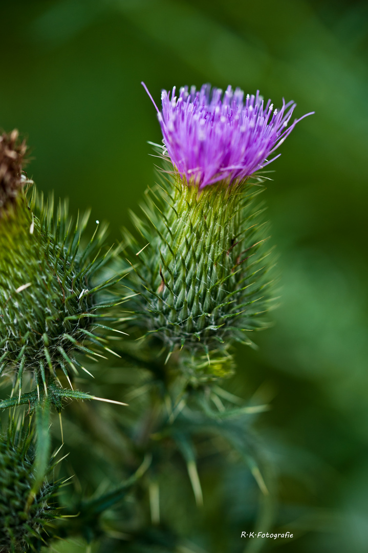 Frische Blüte