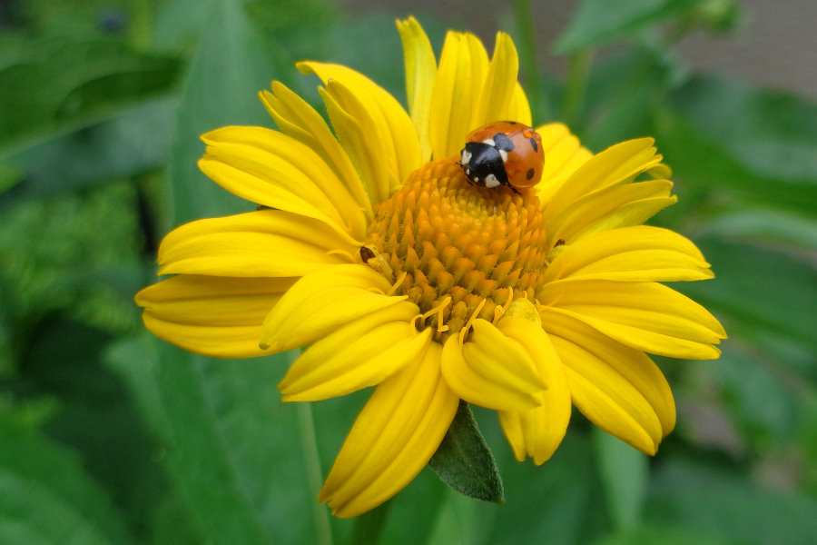 Frische Blüte