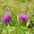 Frische Blüte einer Kratzdistel