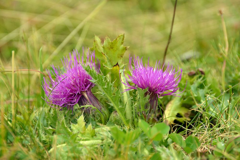 Frische Blüte einer Kratzdistel