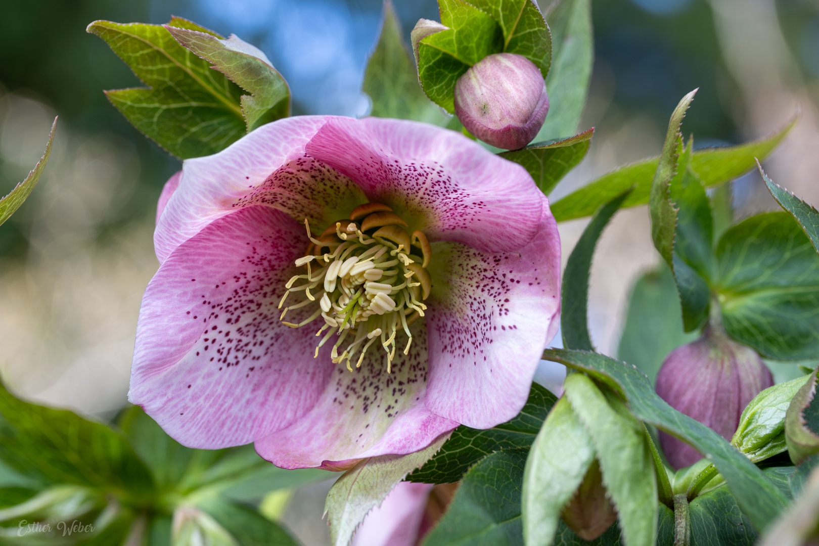 Frische Blüte einer Lenzrose