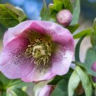 Frische Blüte einer Lenzrose