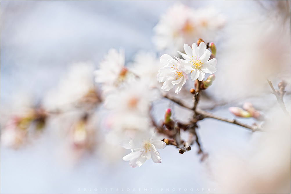 frische Blüten........