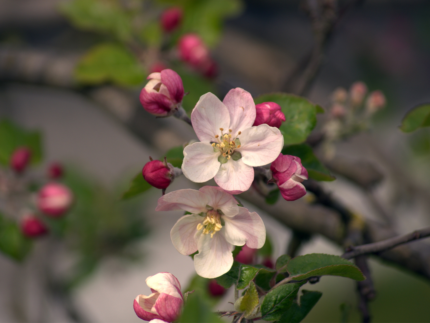 Frische Blüten des Apfelbaumes