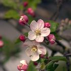 Frische Blüten des Apfelbaumes
