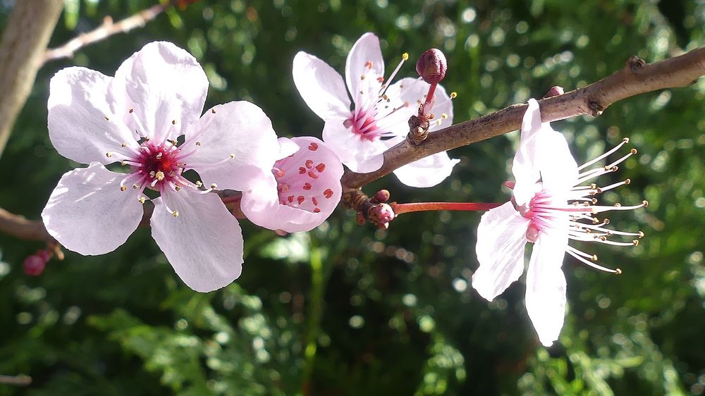 Frische Blüten im Japanischen Garten Leverkusen ...