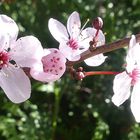 Frische Blüten im Japanischen Garten Leverkusen ...