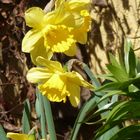 Frische Blüten vor altem Laub