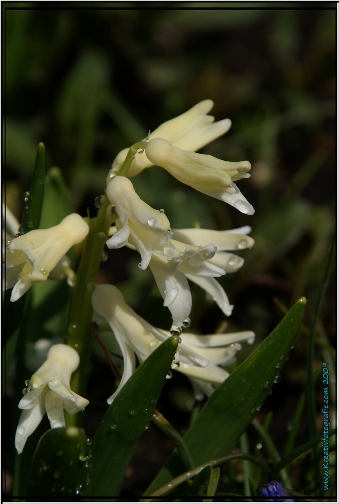 Frische Blumen !!