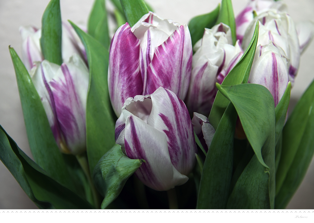 Frische Blumen für die neue Woche