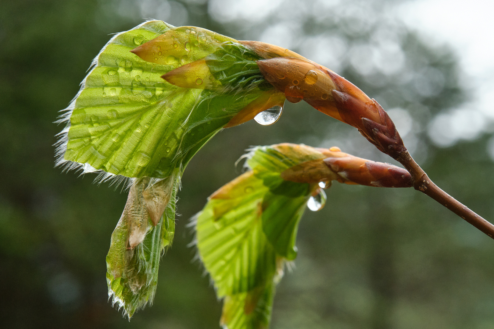 Frische Buchenblätter 