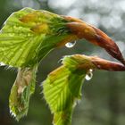 Frische Buchenblätter 