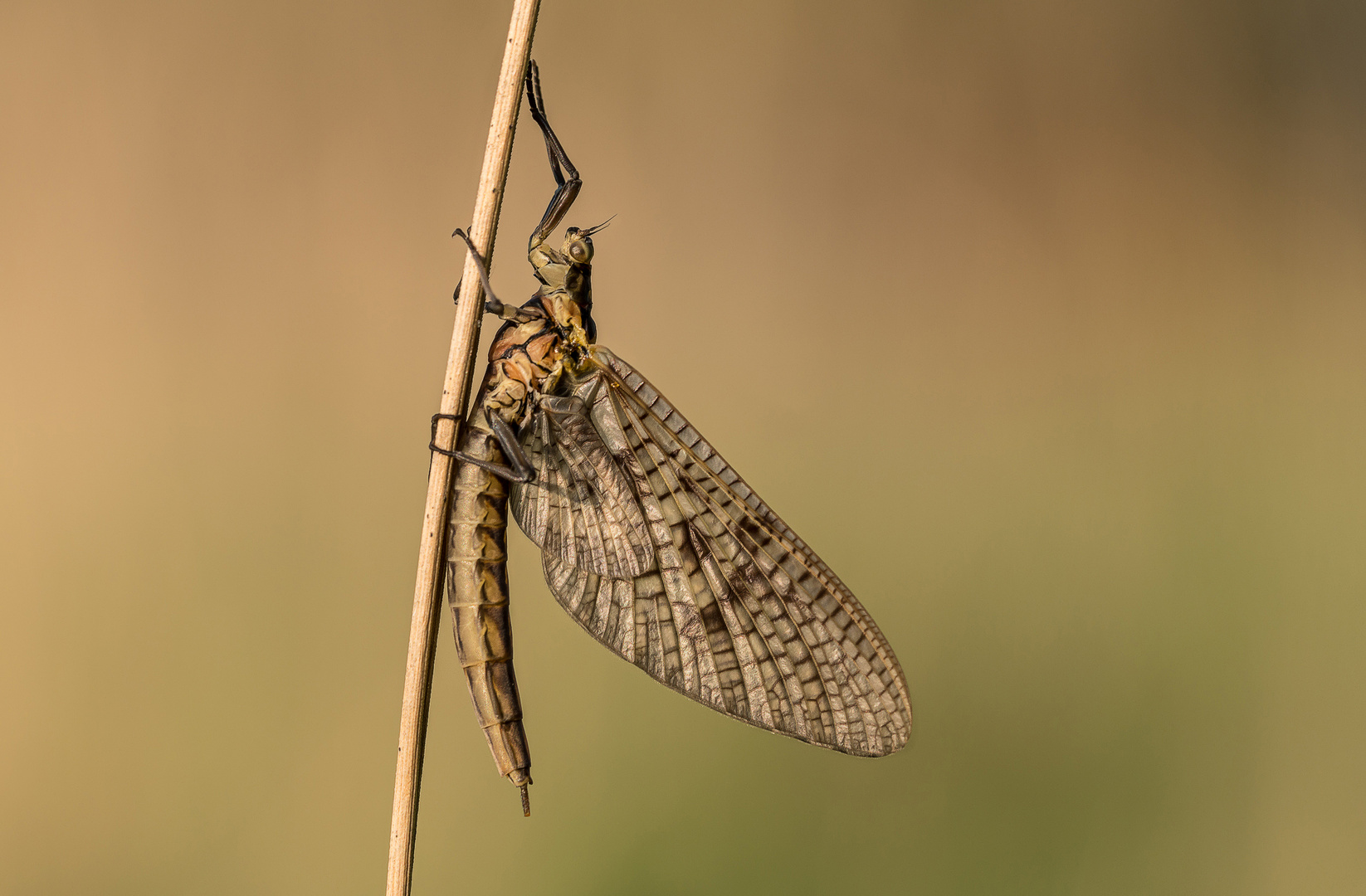 Frische Eintagsfliege