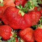 frische Erdbeeren