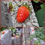 Frische Erdbeeren im November