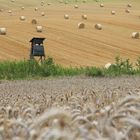 Frische Ernte in Niederbayern