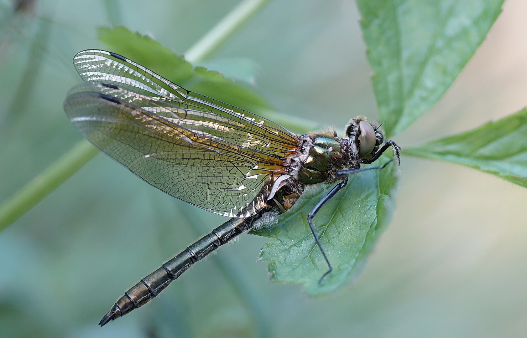 Frische Falkenlibelle